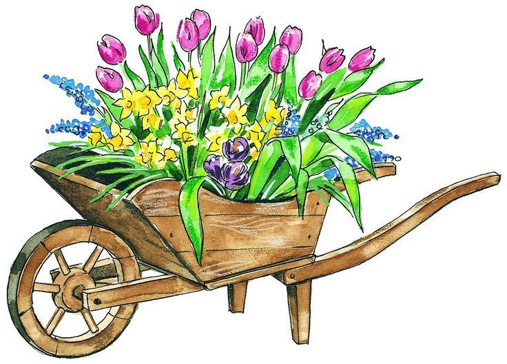 wheel barrel of tulips 