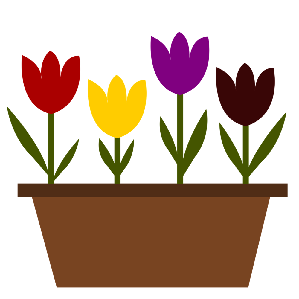 Tulips in pot 