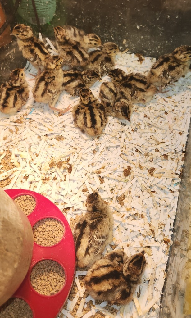 Pheasants Hatching
