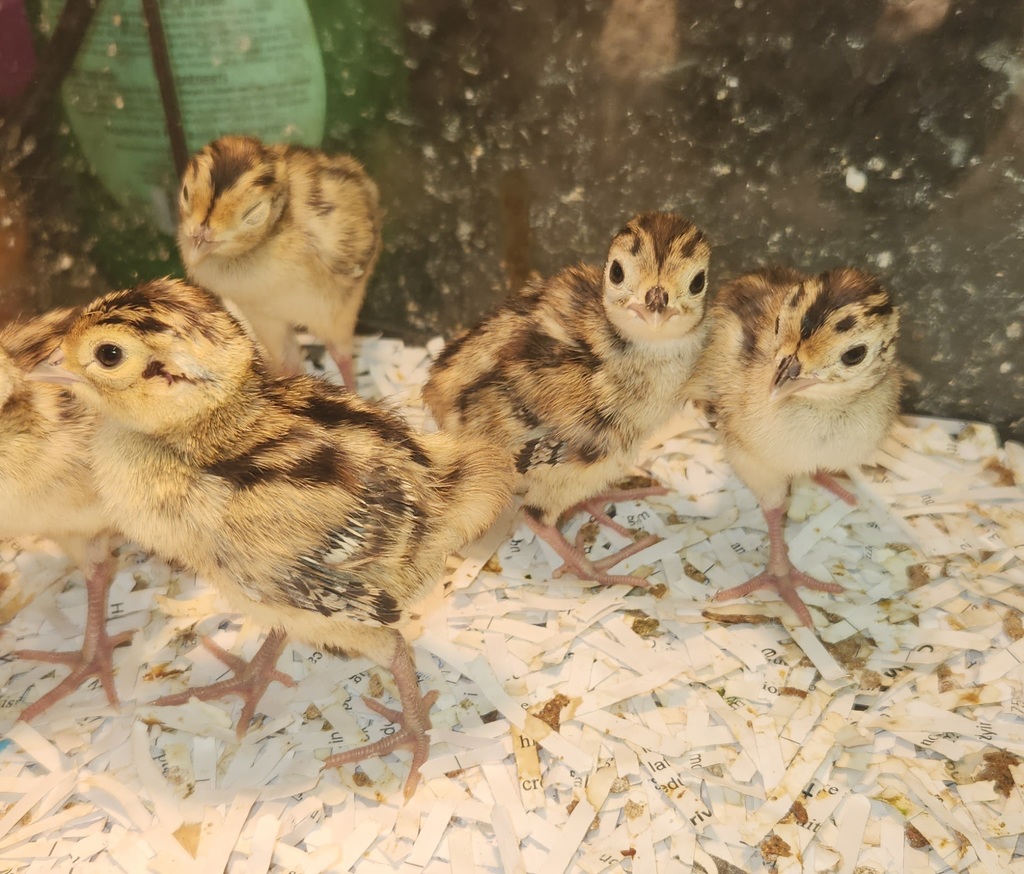 Pheasants Hatching